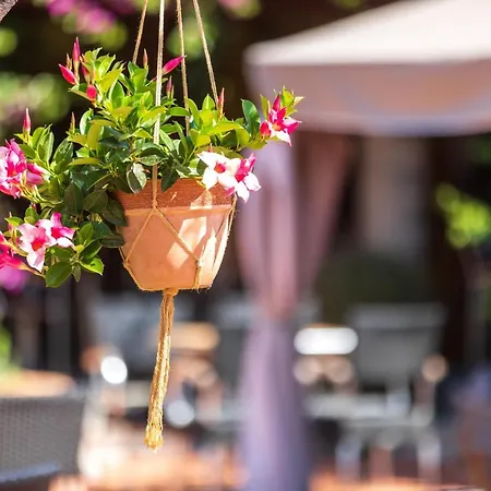 Club Saraceno - Bovis Hotel